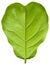 Ficus lyrate leaf isolated