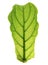 Ficus lyrate leaf isolated