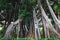 Ficus macrophylla f. columnaris, La estrategia del gigante, giant trees growing in tropical parc