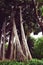 Ficus macrophylla f. columnaris, La estrategia del gigante, giant trees growing in tropical parc