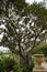 Ficus macrophylla  is a large evergreen banyan tree of the family Moraceae. Floriana, Malta