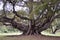 Ficus macrophylla, Moreton Bay Fig, Strangler Fig, Australia