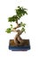 Ficus microcarpa (bonsai)