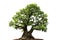 Ficus Microcarpa tree