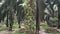 Ficus microcarpa tree sprouting out of the palm tree trunk.