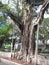 Ficus Microcarpus tree, Nathan street, Tsim Sha Tsui