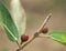 Ficus opposita Australian native sandpaper fig