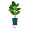 Ficus plant in pot