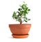 Ficus plant shaped like a bonsai in a brown clay pot on a white isolated background