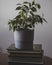 Ficus potted plant is on the books about gardening