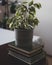 Ficus potted plant is on the books about gardening