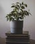 Ficus potted plant is on the books about gardening