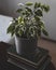 Ficus potted plant is on the books about gardening