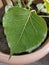 Ficus religiosa or Indian sacred fig peepal leave, bodhi tree, ashwattha tree