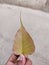 Ficus religiosa leaves and men two fingers hand micro image in indian village home image