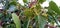 Ficus religiosa or Peepal leaves fruits close up