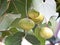 Ficus religiosa or Peepal tree fruit