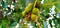Ficus religiosa or Peepal tree fruits photo