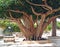 Ficus religious, Sacred fig (Ficus sacred), Ficus religiosa L