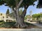 Ficus in the restored historic Sarona quarter of Tel Aviv