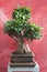 ficus retusa bonsai in pot on red wall background