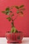 Ficus retusa bonsai in red chinese pot