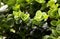 Ficus retusa leaves background. select focus center picture