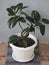 Ficus Rubber-bearing with large leaves in the winter garden home collection. At home, there must be a ficus