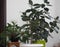 Ficus Rubber-bearing with large leaves in the winter garden home collection. At home, there must be a ficus