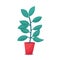 Ficus, rubber plant houseplant in red flowerpot