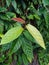 Ficus sagittata Stick on Mahogany Trunk