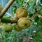 Ficus septica awar-awar, bar-abar, ki ciyat, bobulutu, tagalolo, tobo-tobo, dausalo in nature background. Ficus septica can trea