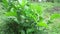 Ficus septica awar-awar, bar-abar, ki ciyat, bobulutu, tagalolo, tobo-tobo, dausalo in nature background. Ficus septica can trea