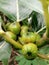 Ficus Septica Fig Fruit