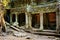 Ficus Strangulosa tree growing over a doorway Angkor Wat, Cambodia