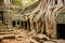 Ficus Strangulosa tree growing over a doorway Angkor Wat, Cambodia