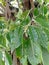 Ficus superba