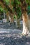 Ficus sycamore trees garden in North East of Israel