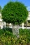 Ficus Tree