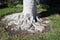 Ficus tree base showing root system in Laguna Woods, California.