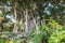 Ficus Tree, Botanic Garden, Puerto de la Cruz, Tenerife, Canary