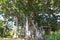 Ficus tree in Botanical garden in Puerto de la Cruz, Tenerife, Canary islands, Spain