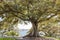 Ficus tree Botanical Garden Sydney, Royal Botanic Gardens Sydney, Australia