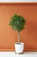 Ficus tree on a brown background