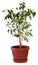 Ficus tree in flowerpot