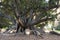 Ficus tree, roots and trunks of Ficus Tree, Perth, Australia. Centenarian tree.