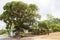 Ficus Tree in Tropes