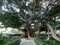 Ficus tree trunk in the Alameda park in the capital of Cadiz, Andalusia. Spain.