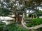 Ficus tree trunk in the Alameda park in the capital of Cadiz, Andalusia. Spain.