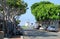 Ficus trees line Ocean Avenue in Laguna Beach, California.